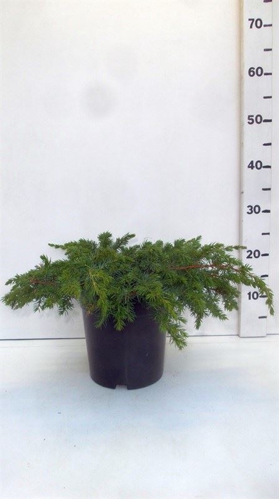 <h4>Juniperus conferta Schlager</h4>