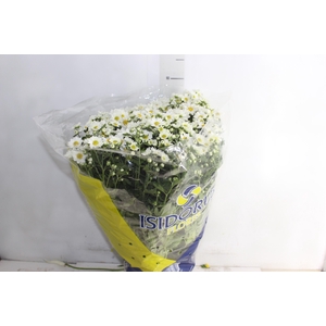 CRISANTEMO BOLA BELGA P20 BRANCO