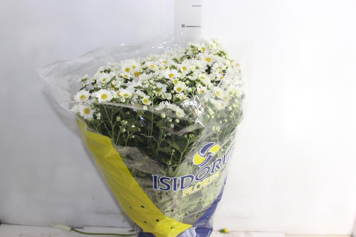 <h4>CRISANTEMO BOLA BELGA P20 BRANCO</h4>