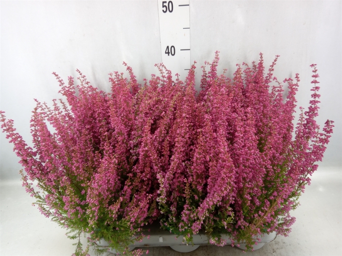 <h4>Erica gracilis 'Bea Queen Margaret'</h4>