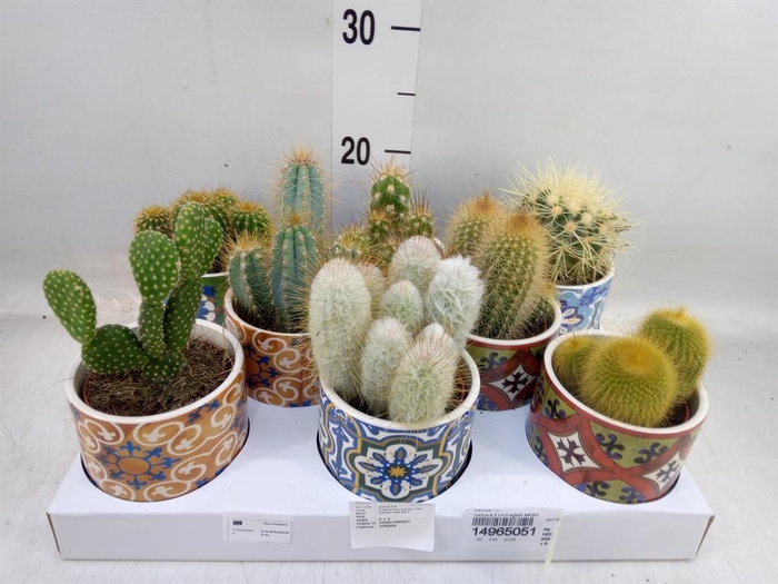 <h4>Cactus   ...</h4>