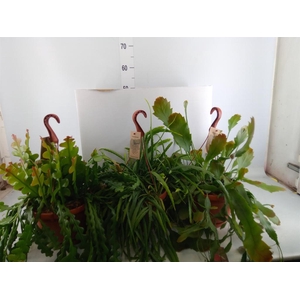 Rhipsalis   ...mix