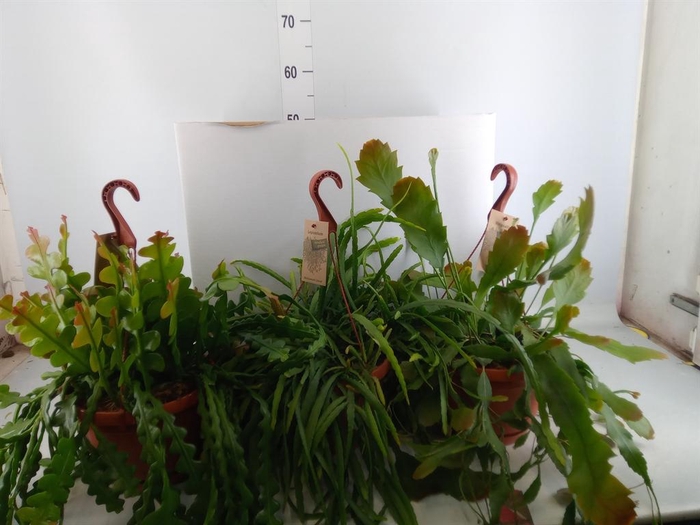 <h4>Rhipsalis   ...mix</h4>