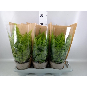 Nephrolepis exal. 'Sonata'