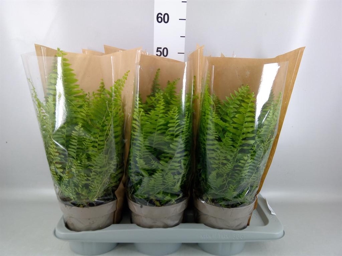 <h4>Nephrolepis exal. 'Sonata'</h4>