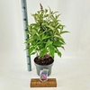 Buddleja Butterfly Candy Little Pin