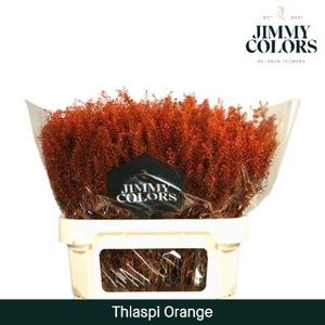 Thlaspi Gekleurd Klbh. Oranje