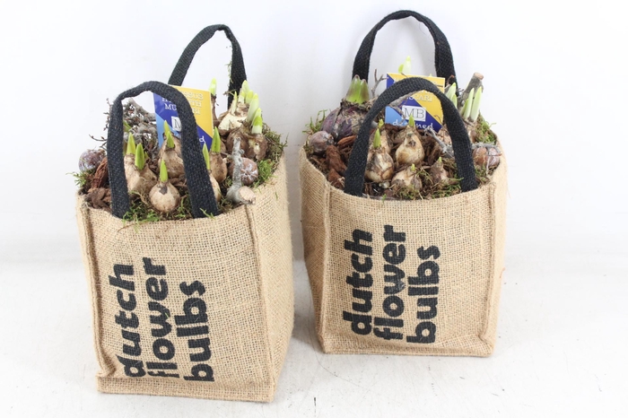 <h4>arr4 Bollenmix MB - Tasje dutch bulbs 338/6</h4>