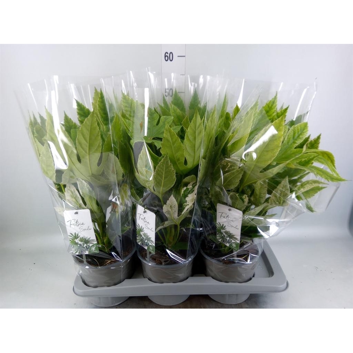 <h4>Fatsia japonica 'Variegata'</h4>
