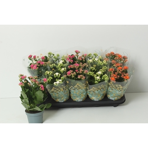 KAL GE PERF GEM 3 KL