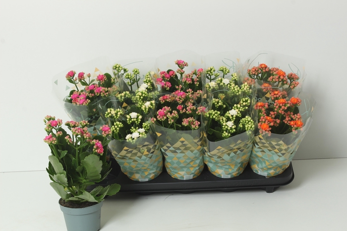 <h4>KAL GE PERF GEM 3 KL</h4>