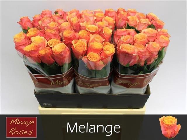 R GR MELANGE