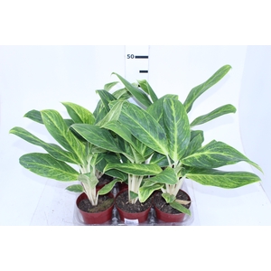 AGLAONEMA QUEEN P12