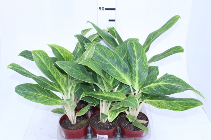 AGLAONEMA QUEEN P12