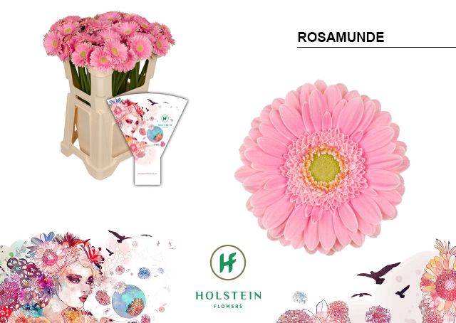 <h4>GE MI ROSAMUNDE</h4>