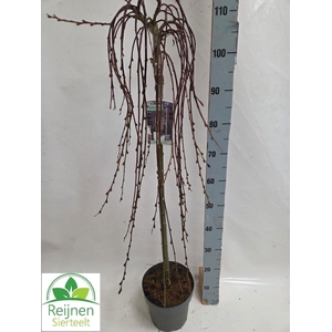 SALIX CAP KILMARNOCK