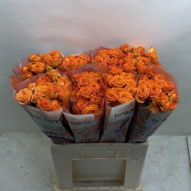 <h4>Rosa TR 'Orange Dimension' BRAAM</h4>