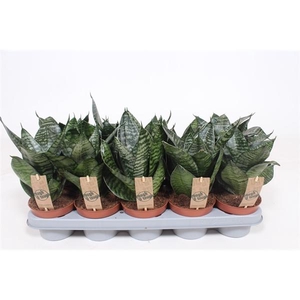 Sansevieria trifasciata 'Hahnii'