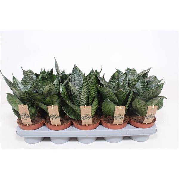 <h4>Sansevieria trifasciata 'Hahnii'</h4>