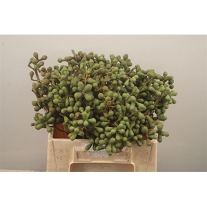 Euc Greenberry Per Bunch