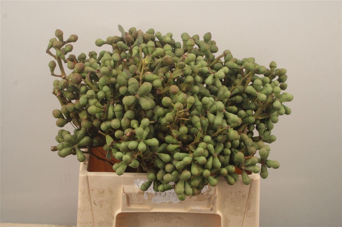 <h4>Euc Greenberry Per Bunch</h4>