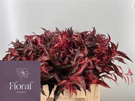 <h4>Leucothoe Klbh Rood</h4>