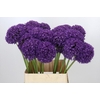 Allium Ambassador