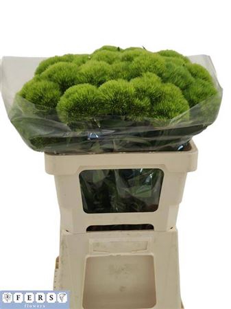 <h4>Di Barb Green Wicky</h4>