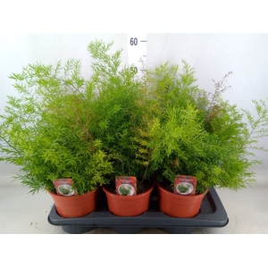 Asparagus dens. 'Cwebe'