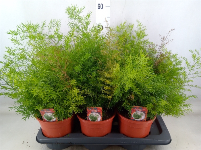 <h4>Asparagus dens. 'Cwebe'</h4>