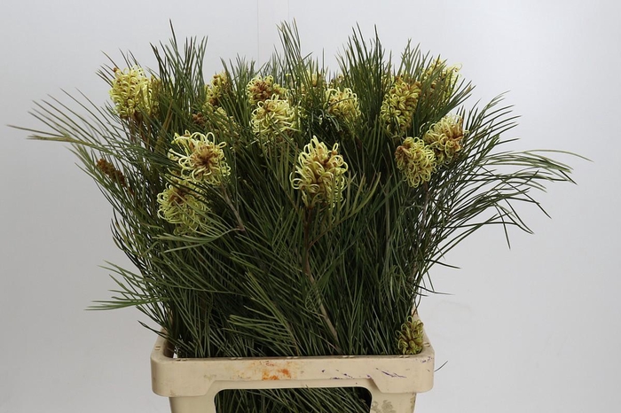 <h4>Grevillea Spiderman</h4>