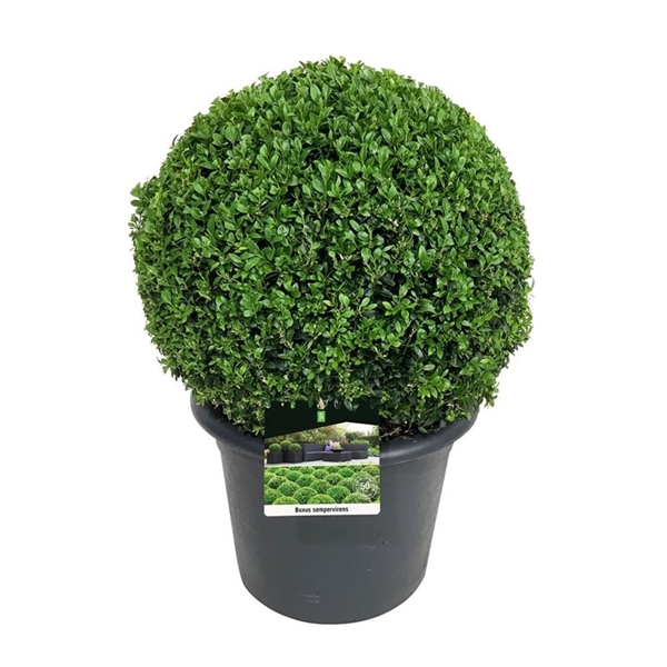 <h4>Buxus sempervirens</h4>