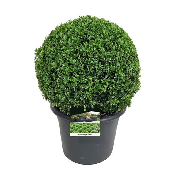 <h4>Buxus sempervirens</h4>