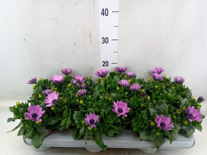 <h4>Osteospermum  'Margarita Lilac'</h4>