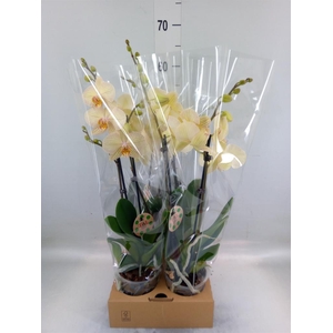 Phalaenopsis   ...
