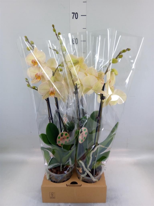 <h4>Phalaenopsis   ...</h4>