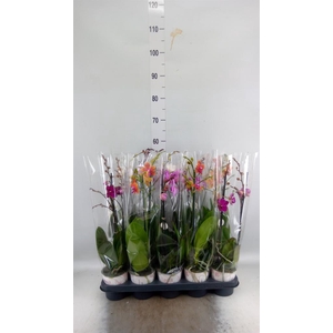 Phalaenopsis   ...mix