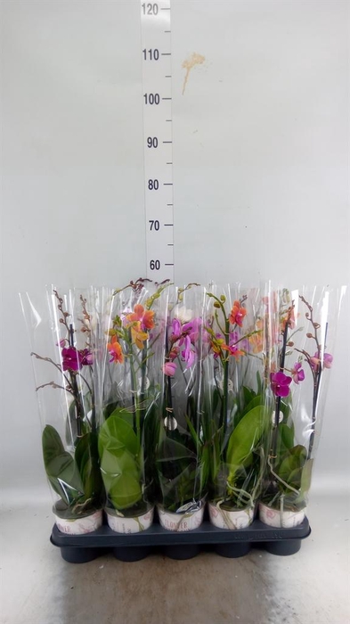 <h4>Phalaenopsis   ...mix</h4>