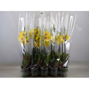 Phalaenopsis   ...