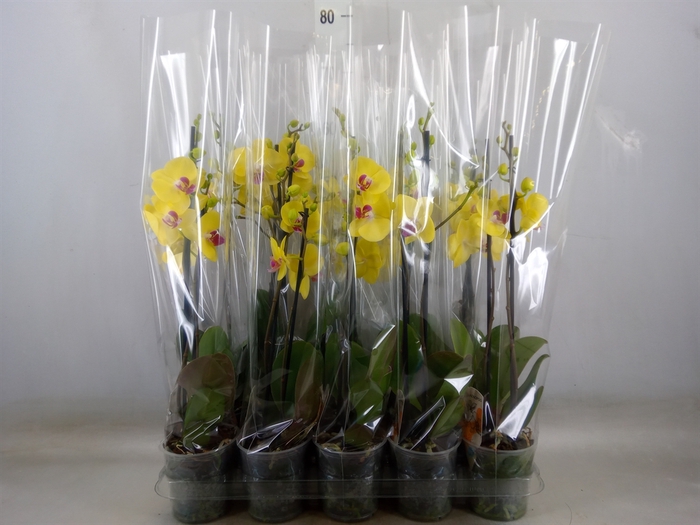 <h4>Phalaenopsis   ...</h4>