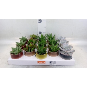 Succulents   ...mix 5