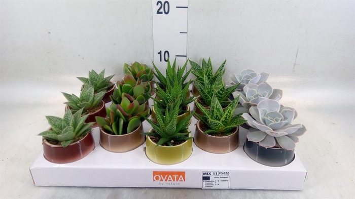 <h4>Succulents   ...mix 5</h4>