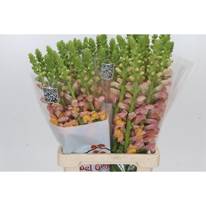 Antirrhinum Potomac Light Orange