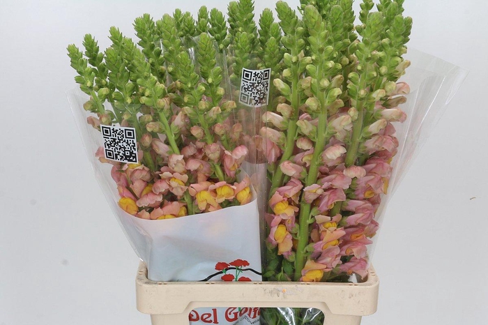 <h4>Antirrhinum Potomac Light Orange</h4>