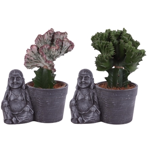 Cactus mix Euphorbia l. Ø12cm in Ceramic Sitting Buddha Ø21cm
