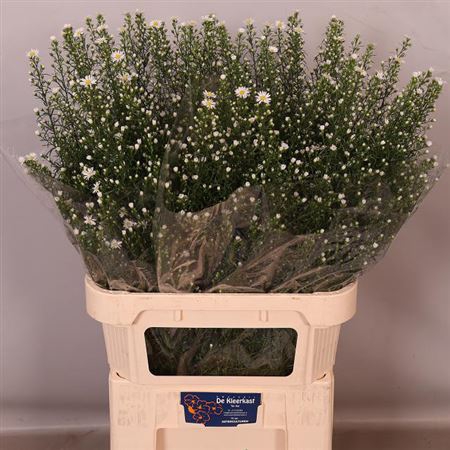 <h4>Aster Monte Cassino</h4>
