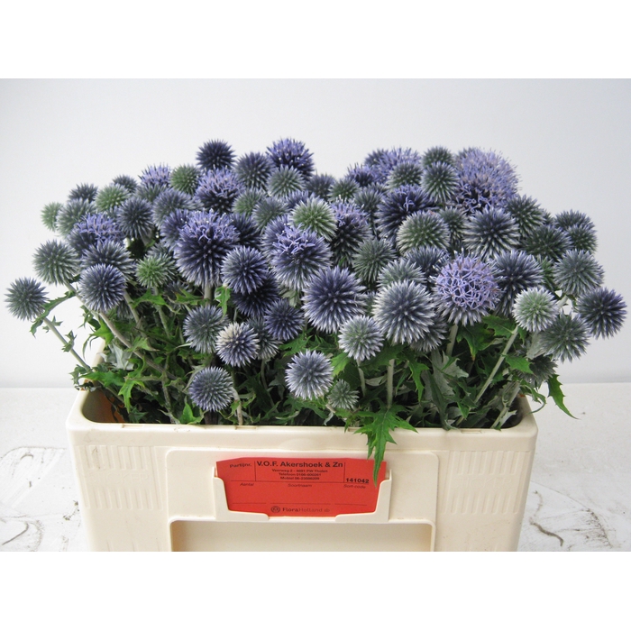 <h4>ECHIN BA BLUE GLOBE</h4>
