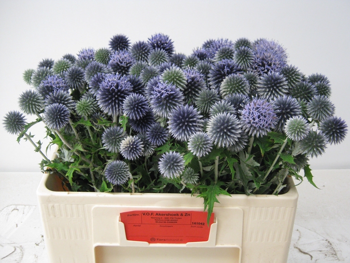 <h4>ECHIN BA BLUE GLOBE</h4>
