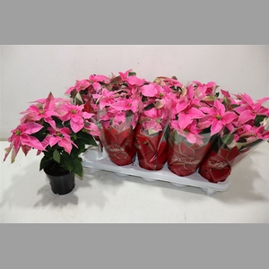 Euphor P Pri Pink