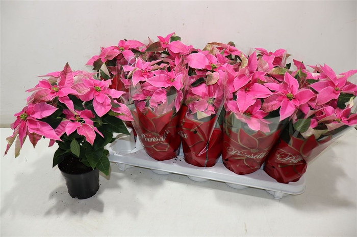 <h4>Euphor P Pri Pink</h4>